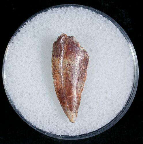 Large Raptor Tooth From Morocco - #7419